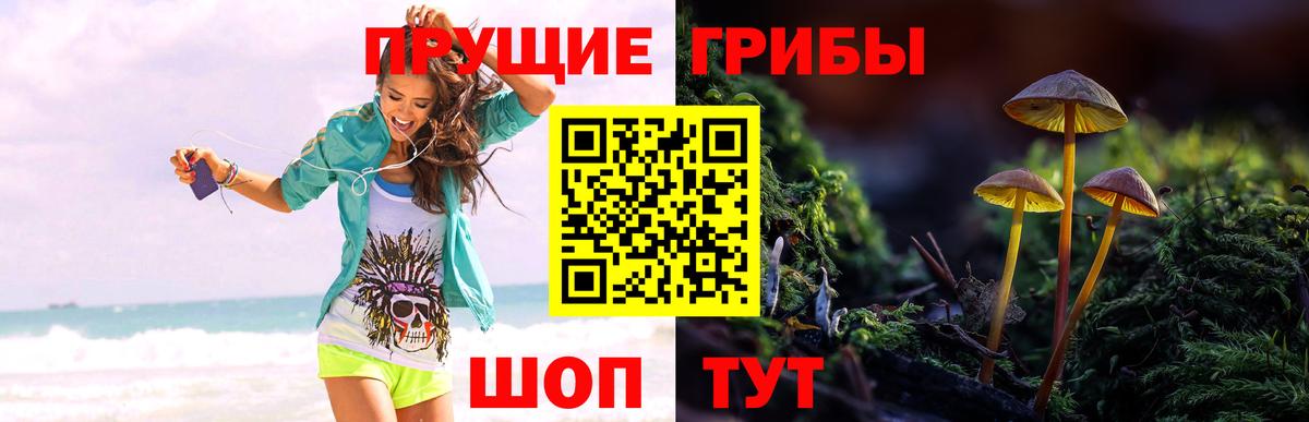 Псилоцибиновые грибы Psilocybe Всеволожск